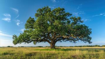A large tree in a field photo