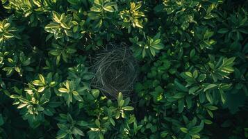 An overhead view of a bird nest in the middle of green plants photo