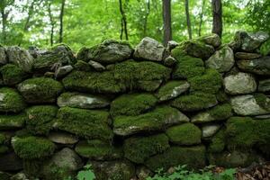 Moss-Covered Stone Wall in a Lush Forest photo