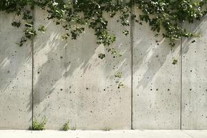 Concrete Wall with Green Ivy and Shadows photo