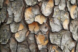 Close-Up Texture of Rough Tree Bark with Cracks and Patches of Yellow photo