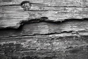 Weathered Gray Wooden Planks with Cracks and Knots photo