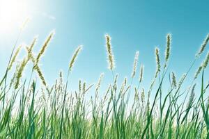 Green Grass Blades Reaching Up Towards a Blue Sky photo