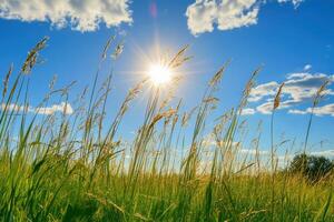 Tall Grass Swaying in the Wind Under a Blue Sky with the Sun Shining Through photo
