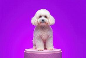 A white dog with fluffy fur standing on a pink platform against a purple backdrop photo