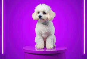 White Dog Sitting on Purple Platform with Neon Lights photo