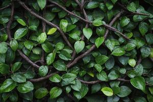 Lush Green Foliage with Intertwined Branches photo