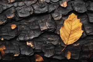 A Single Yellow Leaf Resting on Dark Bark photo