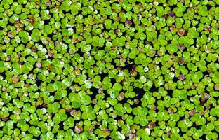 Lemna minor - the common duckweed or lesser duckweed, is an aquatic freshwater plant photo