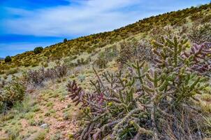 Desert succulents, cacti, prickly pear Cylindropuntia and Opuntia sp. and yucca on a hillside in Colorado, US photo