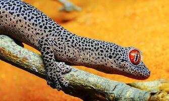 Golden-tailed gecko Strophurus taenicauda photo