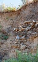 The skeleton of a large animal protrudes from the collapsed shore. Fossil animal bones, Ukraine photo