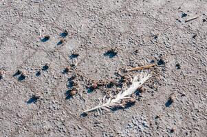 Salted dead insects washed up by waves on the shore of the dried-up hyperhaline Kuyalnik estuary photo