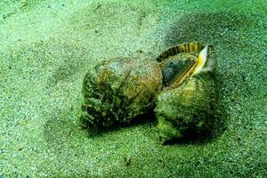 Marine invasive species Veined whelk Rapana venosa photo