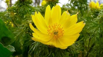 Adonis vernalis - disappearing early blooming in spring among the grass in the wild photo