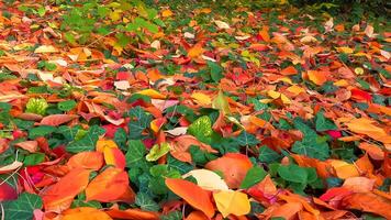 Beautiful red-yellow cherry and sakura leaves fallen to the ground in autumn photo