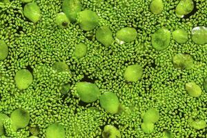 Spotless watermeal, rootless duckweed Wolffia arrhiza and duckweed Lemna turionifera in a stagnant freshwater pond photo