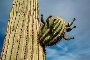 Dried flowers on a cactus shoot, Giant cactus Saguaro cactus Carnegiea gigantea, Arizona photo