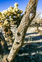 a dead cactus Teddy-bear cholla Cylindropuntia in the rock desert in Joshua Tree National Park, California photo