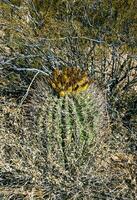 Ferocactus wislizeni Fishhook Barrel Cactus - flowering plant with ripening fruits and seeds in the rock desert in Organ Pipe Cactus National Park, Arizona photo