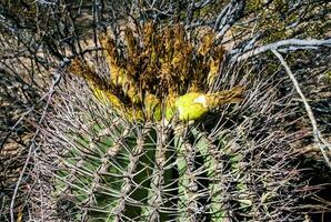 Ferocactus wislizeni Fishhook Barrel Cactus - flowering plant with ripening fruits and seeds in the rock desert in Organ Pipe Cactus National Park, Arizona photo