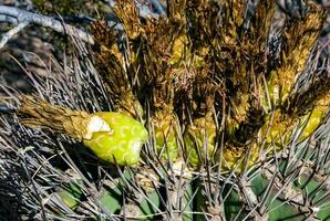 Ferocactus wislizeni Fishhook Barrel Cactus - flowering plant with ripening fruits and seeds in the rock desert in Organ Pipe Cactus National Park, Arizona photo