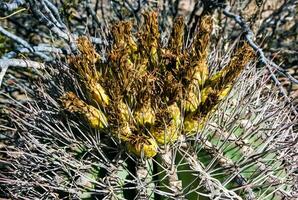 Ferocactus wislizeni Fishhook Barrel Cactus - flowering plant with ripening fruits and seeds in the rock desert in Organ Pipe Cactus National Park, Arizona photo