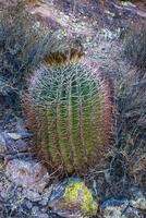 Ferocactus wislizeni Fishhook Barrel Cactus - flowering plant with ripening fruits and seeds in the rock desert in Organ Pipe Cactus National Park, Arizona photo