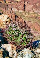 Ferocactus wislizeni Fishhook Barrel Cactus - flowering plant with ripening fruits and seeds in the rock desert in Organ Pipe Cactus National Park, Arizona photo