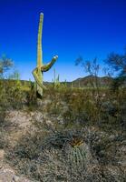 Ferocactus wislizeni Fishhook Barrel Cactus - flowering plant with ripening fruits and seeds in the rock desert in Organ Pipe Cactus National Park, Arizona photo