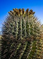 Ferocactus wislizeni Fishhook Barrel Cactus - flowering plant with ripening fruits and seeds in the rock desert in Organ Pipe Cactus National Park, Arizona photo