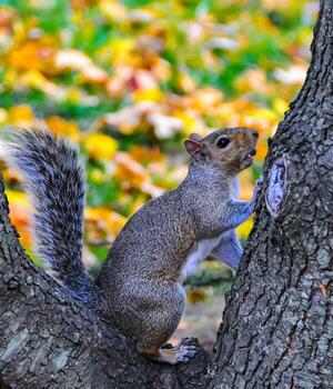 generado imagengris ardilla sciurus carolinensis en un árbol en el parque, Manhattan foto