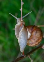 Grape snail Helix pomatia, a gastropod mollusk crawling on a twig photo