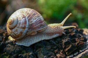 Grape snail Helix pomatia, a gastropod crawls up a tree trunk photo