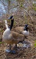 Canada goose Male and female goose on a nest with eggs on an island among trees photo