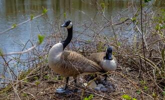 Canada goose Male and female goose on a nest with eggs on an island among trees photo