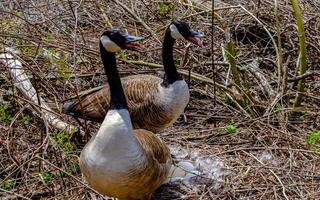 Canada goose Male and female goose on a nest with eggs on an island among trees photo