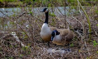 Canada goose Male and female goose on a nest with eggs on an island among trees photo