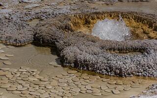 Boiling water bubbler Geyser. Active geyser with major eruptions. Yellowstone NP, Wyoming, US photo