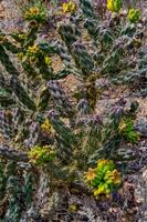 Desert succulents, cacti, prickly pear Cylindropuntia and Opuntia sp. and yucca on a hillside in Colorado, US photo