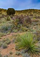Desert succulents, cacti, prickly pear Cylindropuntia and Opuntia sp. and yucca on a hillside in Colorado, US photo