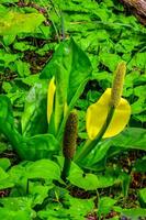 Western Skunk Cabbage Lysichiton americanus in a red alder grove, Olympic National Park, Washington photo