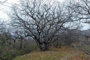 Big old tree in the valley near the mountain of the ancient volcano Karadag photo