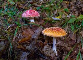 Amanita muscaria, poisonous forest mushroom with red cap with white dots in the forest photo