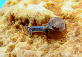 Glass snail Oxychilus translucidus a species of small land snail photo