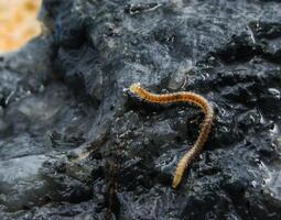 Blaniulus guttulatus Blaniulidae, thin little centipede from Odessa catacombs photo