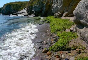 Rotting green and red algae washed ashore by a storm in Bulgaria, Black Sea photo