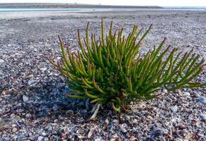 glasswort Salicornia europaea, succulent plant with red pigment photo