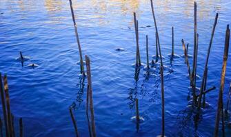 Winter landscape, Frozen water in winter, ice around dry reeds in the lake photo