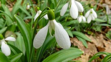 Galanthus elwesii Elwes's, greater snowdrop in the wild, Red Book Ukraine photo